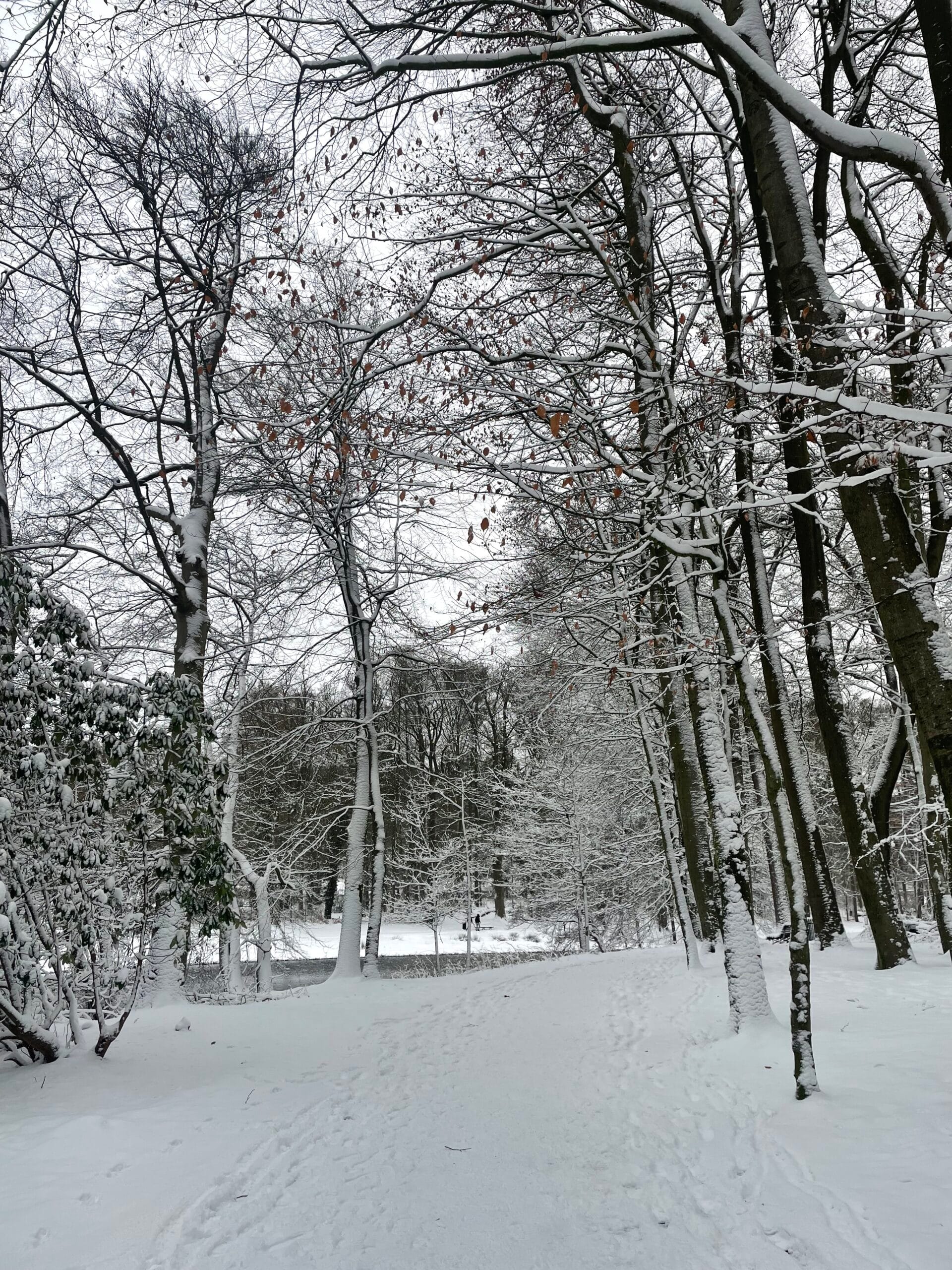 Besneeuwde bomen in het Sonsbeek park in Arnhem